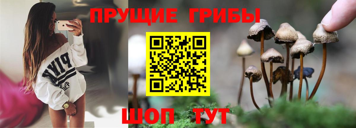 Псилоцибиновые грибы прущие грибы Ахтубинск